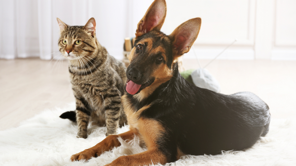 Pet Hair Care Bundle Set JUTURNA STUDIOS