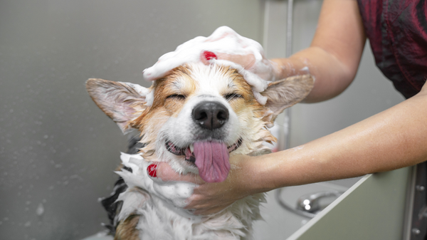 Pet Hair Care Bundle Set JUTURNA STUDIOS
